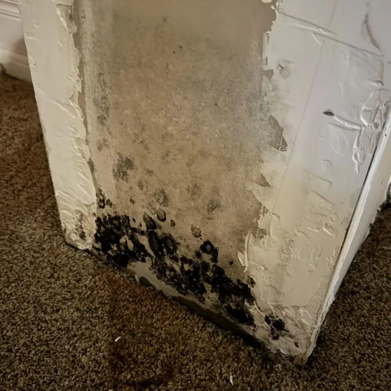 Professional Mold Removal in Northridge, OH